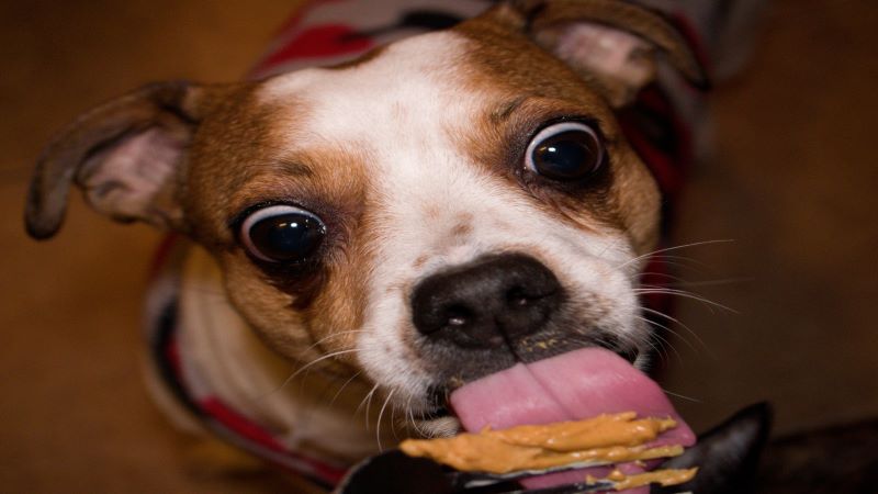 National Dog Biscuit Day PetPartners Pet Insurance