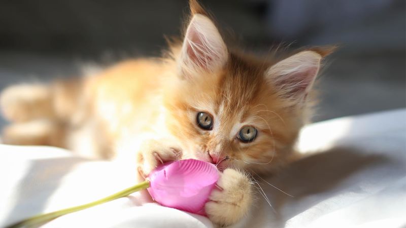 Kitten illnesses hot sale