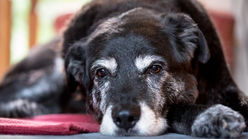 Pet Cancer Awareness Month | PetPartners Pet Insurance