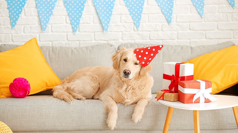 Give the Gift of Pet Insurance
