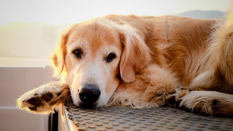 Coping with Senior Pet Mobility Issues | PetPartners Pet ...
