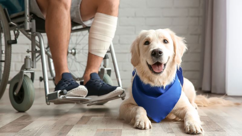 Service Dog Insurance Therapy Dog Vest Harness Service