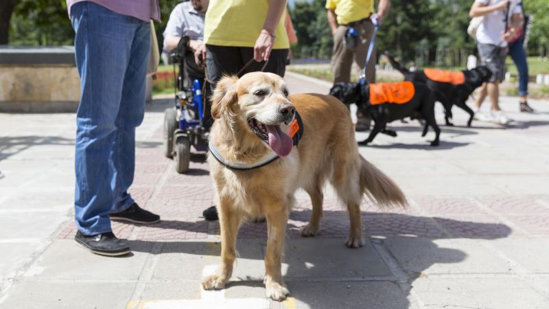 are seeing eye dogs covered by insurance