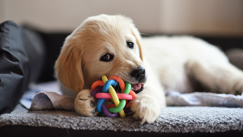 Why Dogs Chew Their Toys Petpartners