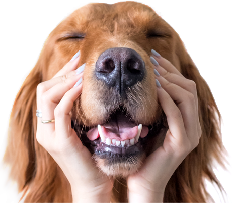 Lab with human touching face