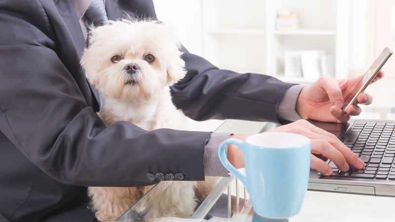 what does it mean to give your dog a job