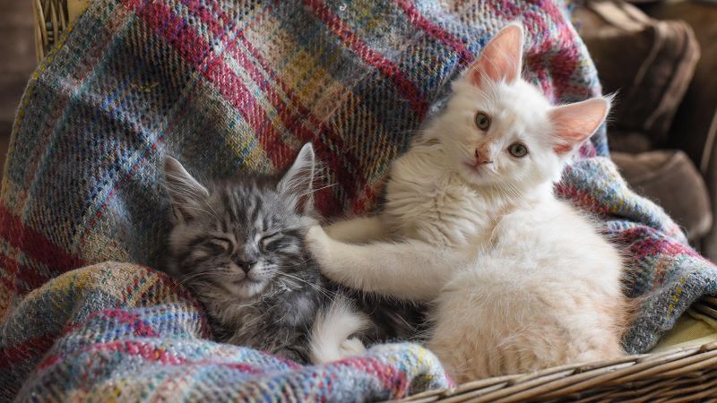 Happy Pets Update: Choose the Gender of Your Kitten