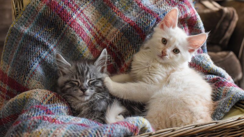 introducing two kittens to an older cat