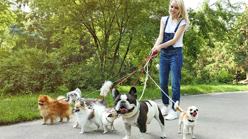 Hiring a Pet Sitter PetPartners Pet Insurance