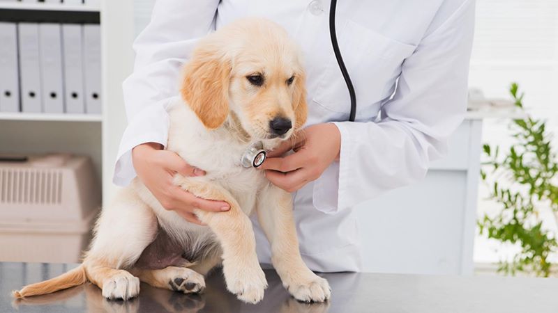 What to Expect in a Wellness Check | PetPartners Pet Insurance