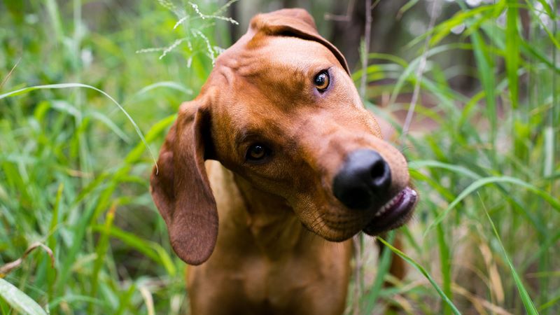Three Weird Dog Behaviors Explained | PetPartners Pet Insurance