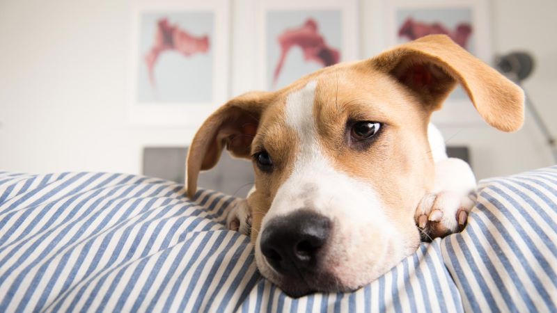 when should you deworm your dog