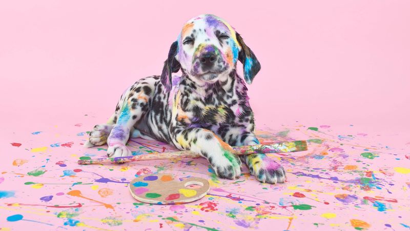5 Ways to Turn Your Dog into Art | PetPartners Pet Insurance