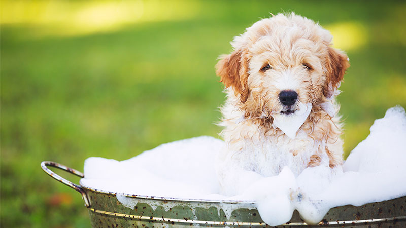 8 Natural Remedies for Dogs | PetPartners Pet Insurance