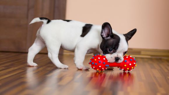 How to Choose the Right Toy for Your Dog
