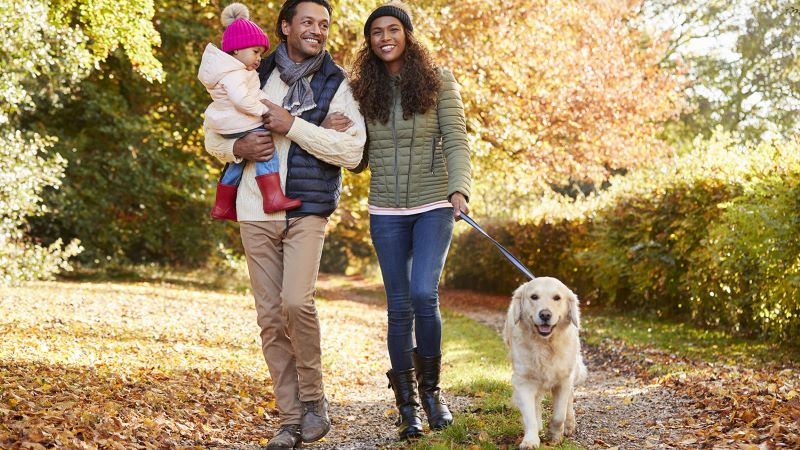 How to get a dog best sale to walk