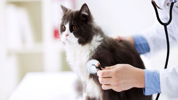 Veterinarian Q & A: Understanding Cystitis