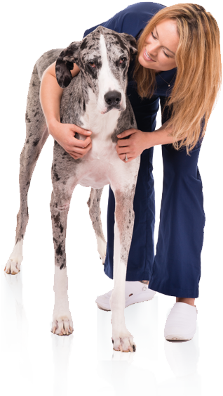 Vet holding dog