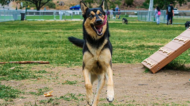 Dog Park Safety: Have a Pawsitive Experience