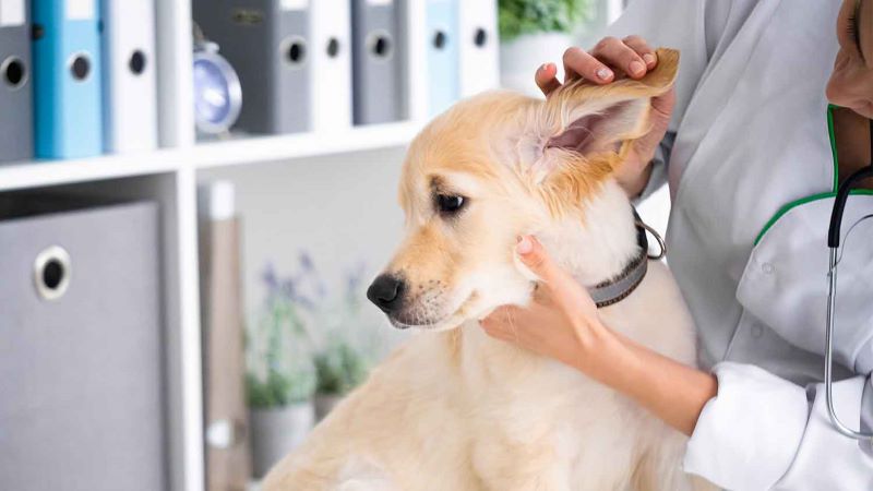 what do vets give dogs for ear infections