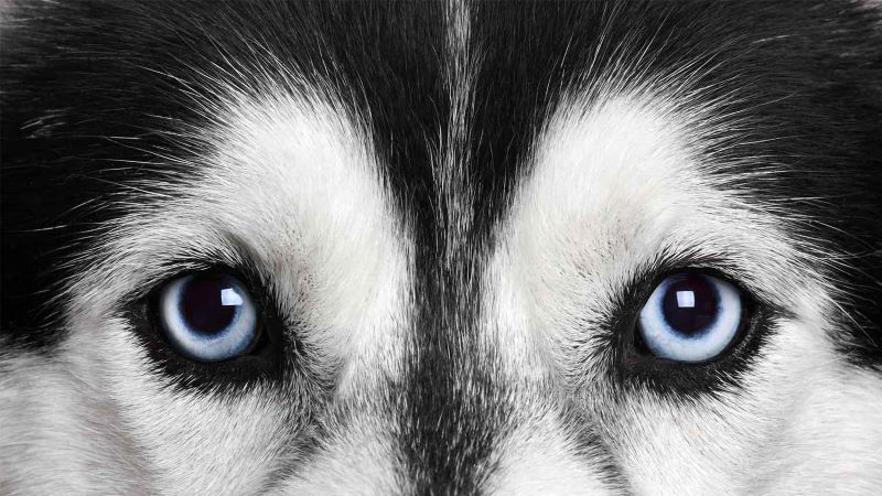 what happens when a dogs eye turns white