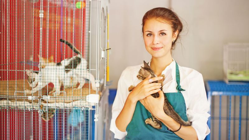 cat rescue places