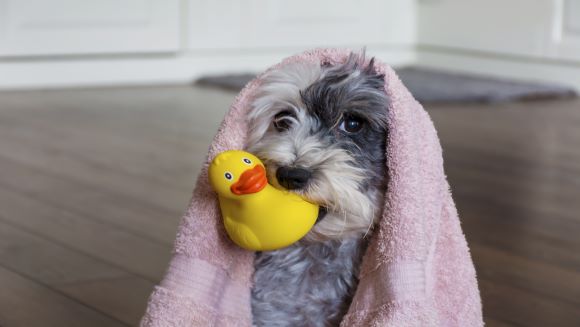 Conquer Your Dog's Bath Time Fears