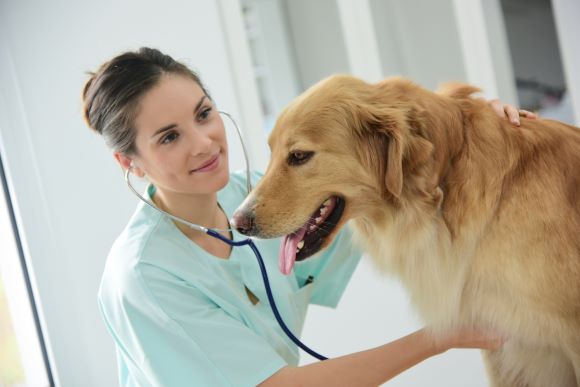 5 Ways to Support Your Vet