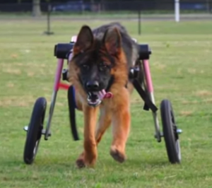 german shepherd rescue va animaltarian we re to 5 finalists petpartners inc german shepherd rescue va animaltarian we re to 5 finalists petpartners inc
