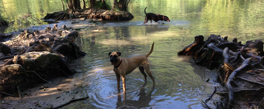best dogs in america best parks in america bud isle petpartners inc best dogs in america best parks in america bud isle petpartners inc