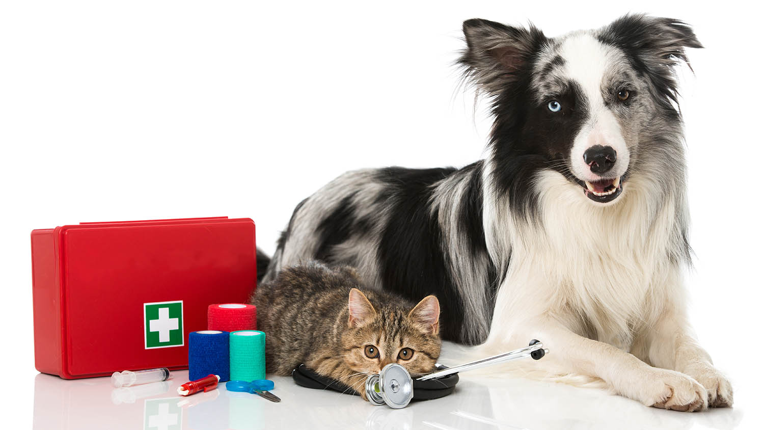 April: Pet First Aid Awareness Month | PetPartners