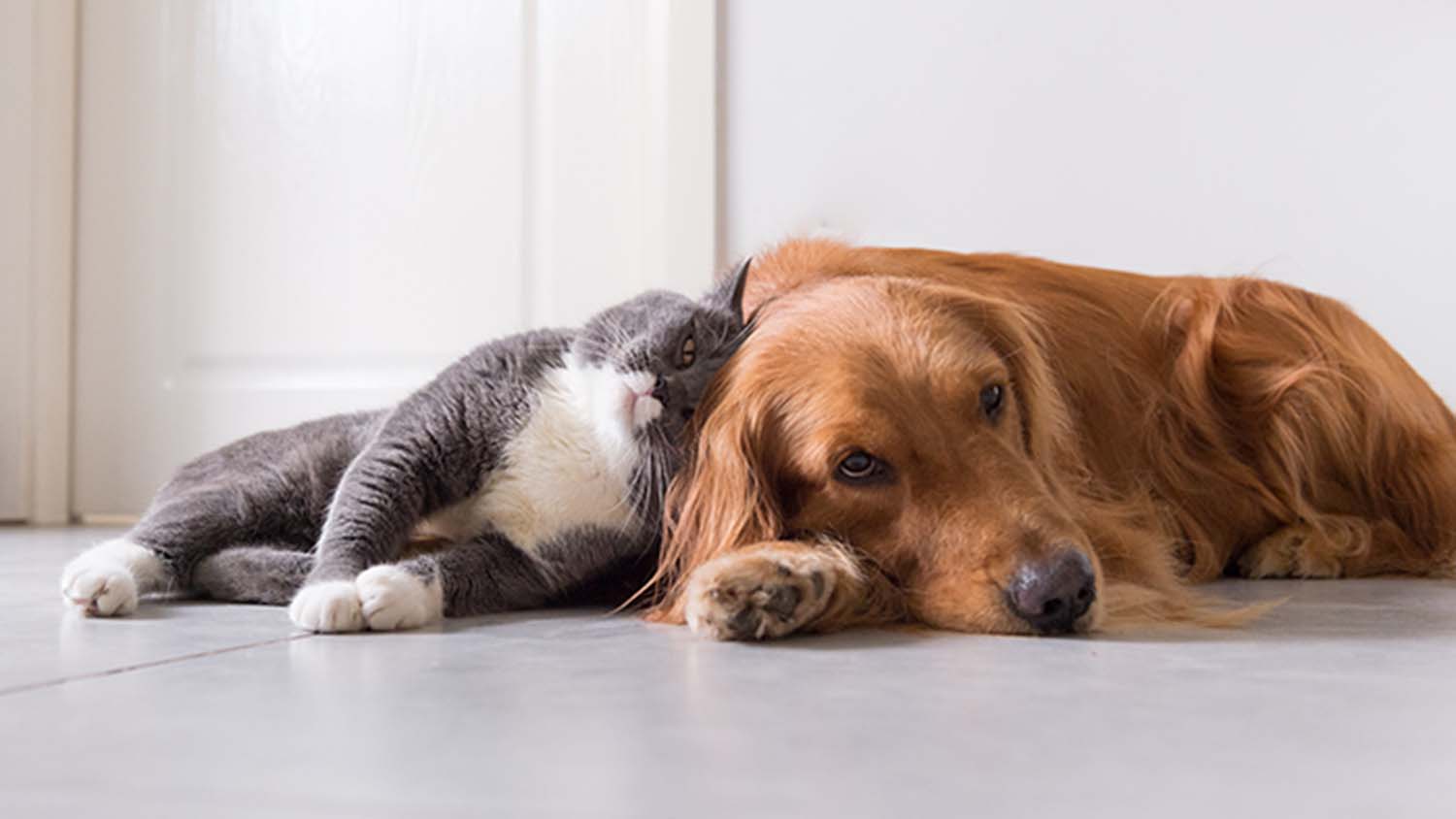 How to Choose a Pet You'll LOVE! PetPartners