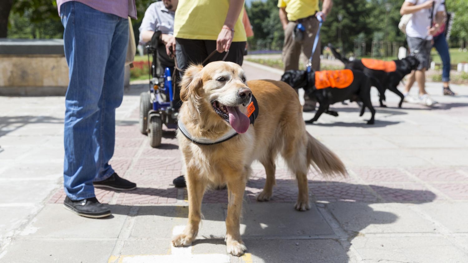 service dog nc service dog nc