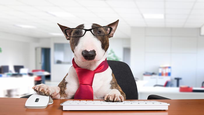 take your to work day 2017 akc pet insurance pet health and care advice petpartners inc take your to work day 2017 akc pet insurance pet health and care advice petpartners inc