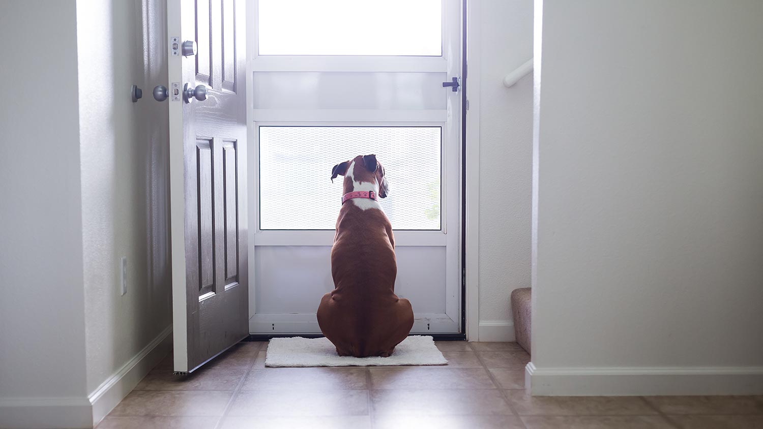 Separation Anxiety in Dogs PetPartners