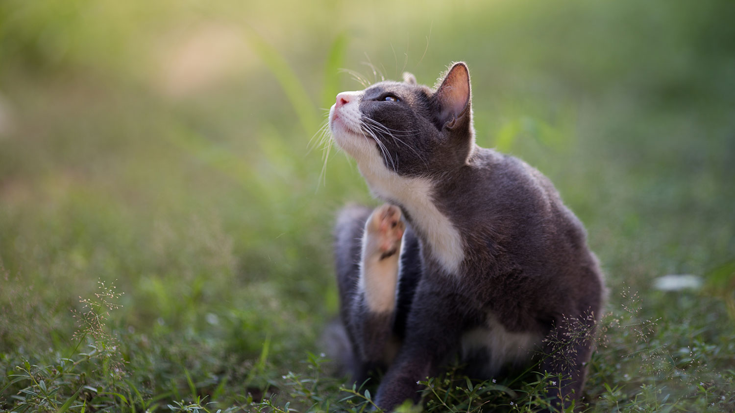 Cat Acne Yes It s Real PetPartners Cat Acne Yes It s Real PetPartners