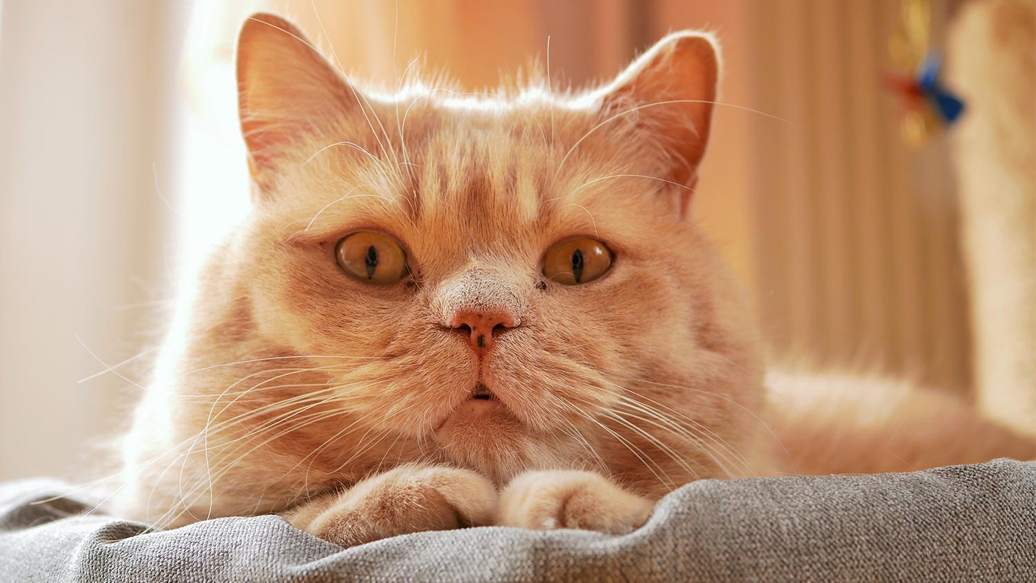 Real Cats That Look Like Garfield
