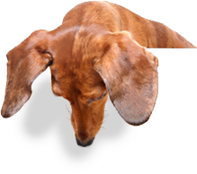 dog head over most popular plan