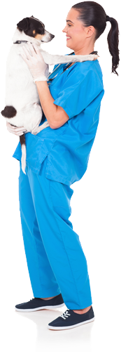 Vet holding dog